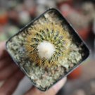 Frailea Asterioides 2 Live Plant (0.8-1.2") Rare Succulent For Garden