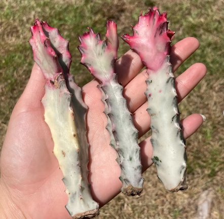 1 Live Plant (no root) Variegated Euphorbia lactea (Tall, 2-3&acirc;��)Rare Cactus For Garden