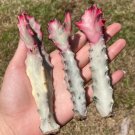 1 Live Plant (no root) Variegated Euphorbia lactea (Tall, 2-3”)Rare Cactus For Garden
