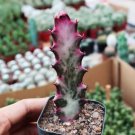 Euphorbia lactea (Tall, 2-3”)Rare Cactus 2 Live Plant (no root) Variegated For Garden