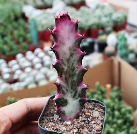 Rare Cactus 4 Live Plant (no root) Euphorbia lactea (Tall, 2-3&acirc;��)Variegated For Garden