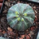 1 Live Plant Euphorbia Obesa (1-1.2", Few Roots) For Garden