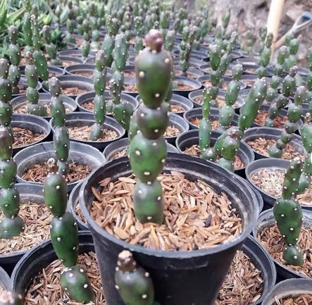 Rare Succulent 2 Live Plant Opuntia Canterai (Tall, 3-3.5&acirc;��) For Garden