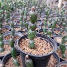 Rare Succulent 2 Live Plant Opuntia Canterai (Tall, 3-3.5”) For Garden