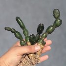 6 Rare Succulent Live Plant Opuntia Canterai (Tall, 3-3.5”) For Garden