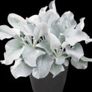 1 Live Plant Senecio Candicans " Angel Wings " Live Plant Succulent For Garden