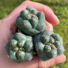 1 Live Plant Coryphantha Elephantidens For Garden