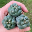 Coryphantha Elephantidens 2 Live Plant For Garden