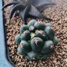 Elephantidens 4 Live Plant Coryphantha For Garden