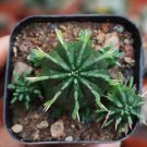 Euphorbia Enopla Rare Succulent Cactus 2 Live Plant For Garden