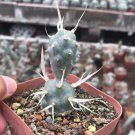 Tephrocactus Articulatus Rare Cactus Soft Spines 2 Live Plant For Garden