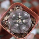 1 Live Plant Gymnocalycium Prochazkianum Seedlings, Purple Cactus, Succulent For Garden
