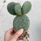 1 Live Plant Opuntia Violacea Santa rita (4 Pads, Large)|Rare Succulent, Cactus For Garden