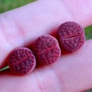 Lithops bromfieldii ‘Embers' Rare Succulents 2 Live Plant For Garden