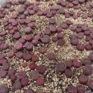 Succulents 4 Lithops bromfieldii ‘Embers' Rare Live Plant For Garden