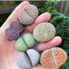 1 Live Plant Extra Large Lithops Giant, Rare Succulents For Garden