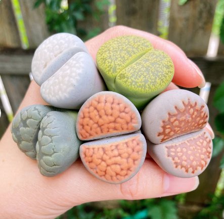 Rare Succulents 4 Live Plant Extra Large Lithops Giant For Garden