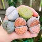 Rare Succulents 4 Live Plant Extra Large Lithops Giant For Garden