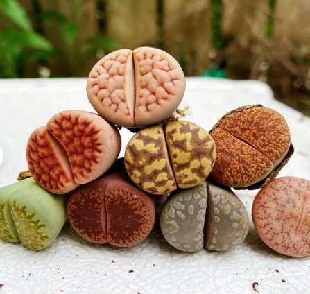 Lithops Flowering, Rare Succulents 10 Live Plant Living Stones For Garden