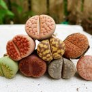 Lithops Flowering, Rare Succulents 10 Live Plant Living Stones For Garden