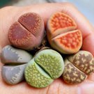 Rare Succulents 20 Live Plant Lithops Flowering Living Stones For Garden