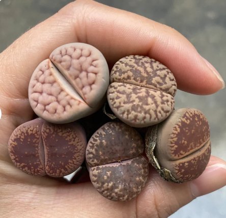 Live Plant Lithops Flowering Living Stones 80 Rare Succulents For Garden