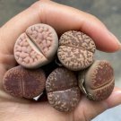 Live Plant Lithops Flowering Living Stones 80 Rare Succulents For Garden