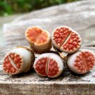 Lithops karasmontana v red top 2 Live Plant Rare Succulents, Living Stones For Garden