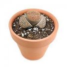 Lithops Bromfieldii Mennellii 2 Live Plant (0.5’’) Rare Succulents Living Stones For Garden
