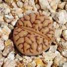 (0.5’’) Rare Succulents Living Stones Lithops Bromfieldii Mennellii 4 Live Plant For Garden
