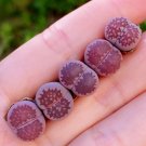Lithops salicola Sato’s Violet Purple (0.4’’) 2 Live Plant Rare Succulents For Garden