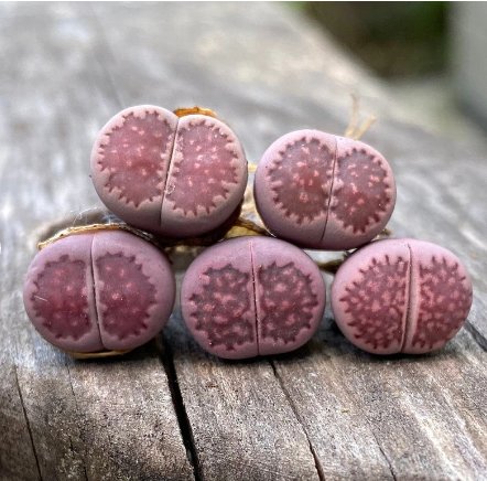 Violet Purple (0.4&acirc;��&acirc;��) 4 Lithops salicola Sato&acirc;��s Live Plant Rare Succulents For Garden