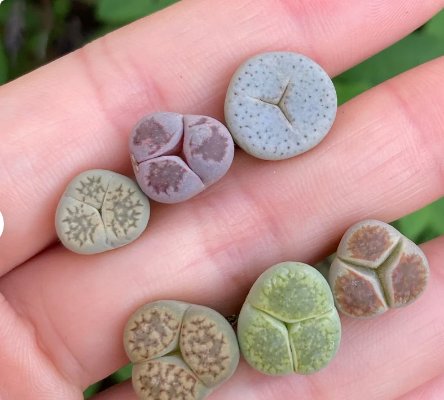 3 Leaves Plant Mutant Lithops (Three leaves/Variegated/Oddly-shaped)Rare Living Stones For Garden