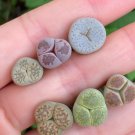 6 Leaves Plant Mutant Lithops (Three leaves/Variegated/Oddly-shaped)Rare Living Stones For Garden