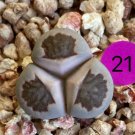 1 Plant Mutant Lithops (Three leaves/Variegated/Oddly-shaped)Rare Living Stones For Garden