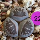 Rare Living Stones 1 Plant Mutant Lithops (Three leaves/Variegated/Oddly-shaped) For Garden