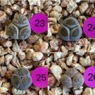 Rare Living Stones 1 Plant #23 Mutant Lithops (Three leaves/Variegated/Oddly-shaped) For Garden