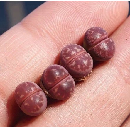 1 Plant Lithops Olivacea Red (0.25&acirc;��&acirc;��, small) Rare Succulents, Living Stones For Garden