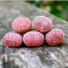 Living Stones 6 Plant Lithops Olivacea Red (0.25’’, small) Rare Succulents For Garden