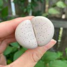 Dinteranthus Vanzylii (0.4”) 4 Plant Rare Succulent, Cute Plant For Garden