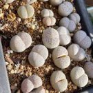8 Plant Dinteranthus Vanzylii (0.4”) Rare Succulent, Cute Plant For Garden