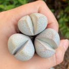 Rare Succulent, Cute Plant 16 Plant Dinteranthus Vanzylii (0.4”) For Garden