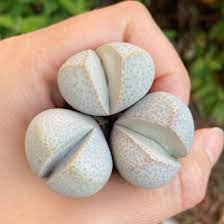 Rare Succulent, Cute Plant 16 Plant Dinteranthus Vanzylii (0.4&acirc;��) For Garden