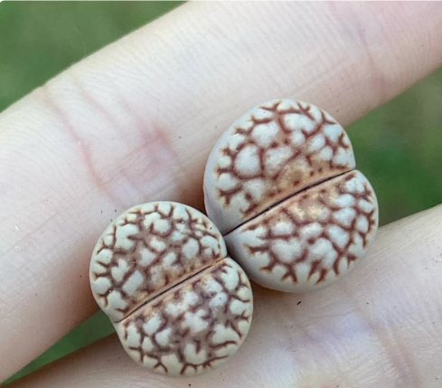 Lithops julii C64 (0.5&acirc;��&acirc;��)|Rare Succulents, Living Stones 2 Plant For Garden
