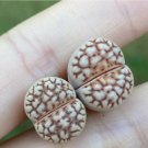 Lithops julii C64 (0.5’’)|Rare Succulents, Living Stones 2 Plant For Garden