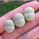 1 Plant Dinteranthus vanzylii Emerald Green (0.5”)|Very Very Rare For Garden