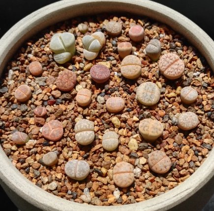 50 Seeds & 1 Plants (0.5&acirc;��&acirc;��)|Beginner Friendly Lithops Rare Succulents, Living Stones For Garden