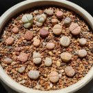 50 Seeds & 1 Plants (0.5’’)|Beginner Friendly Lithops Rare Succulents, Living Stones For Garden
