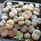 Lithops Rare Succulents, Living Stones 200 Seeds & 4 Plants (0.5’’)|Beginner Friendly For Garden