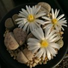 Living Stones 400 Seeds & 8 Plants (0.5’’) Lithops Rare Succulents Beginner Friendly For Garden